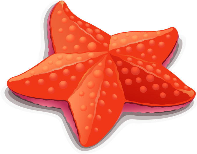 Starfish (715x715), Png Download