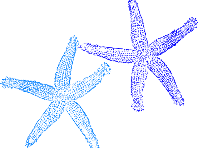 Blue Starfish Clip Art (640x480), Png Download