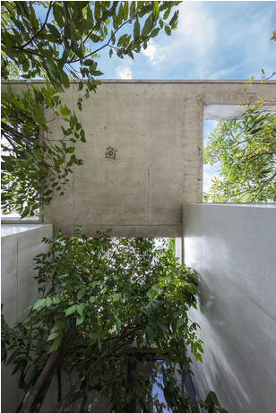 Planter Tree In Building (809x460), Png Download