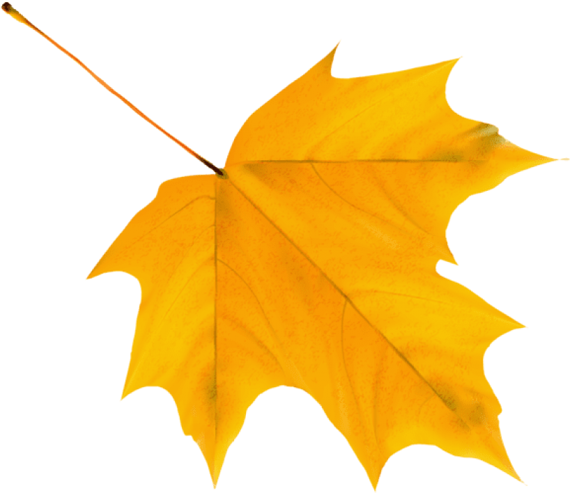Download Yellow Autumn Leaf Clipart Png Photo - Autumn Leaf Png (850x733), Png Download