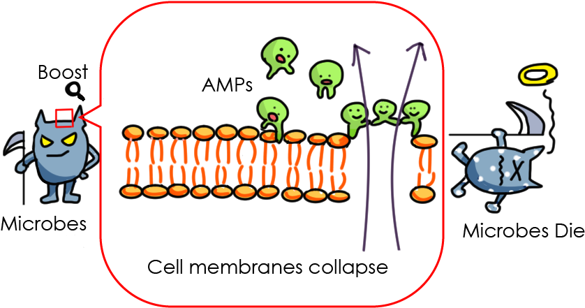 1 Scheme Of Amps Working To Cell Membranes - Cell Membrane With Amps (839x469), Png Download
