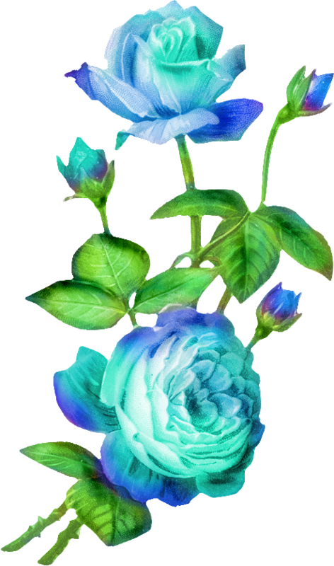 Blue Roses - Garden Roses (472x800), Png Download