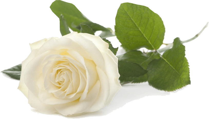 Old Homestead Farm Rose - White Rose For Friendship (814x465), Png Download