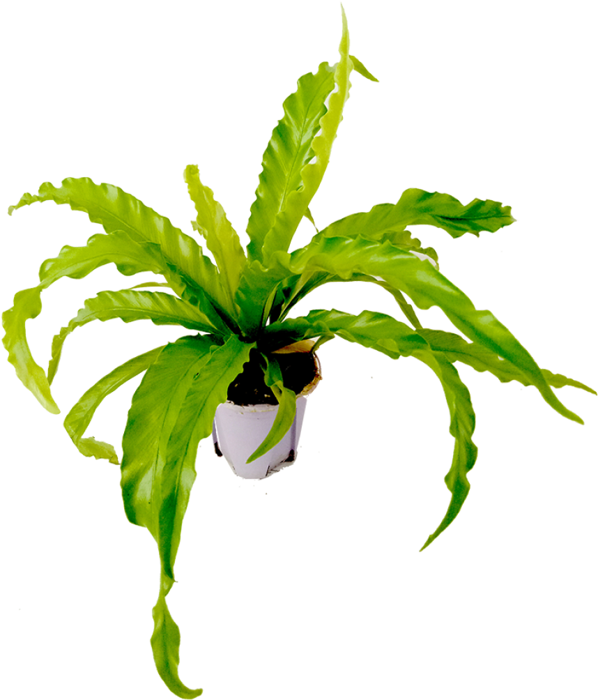 Bird Nest Leaf Png (910x1155), Png Download