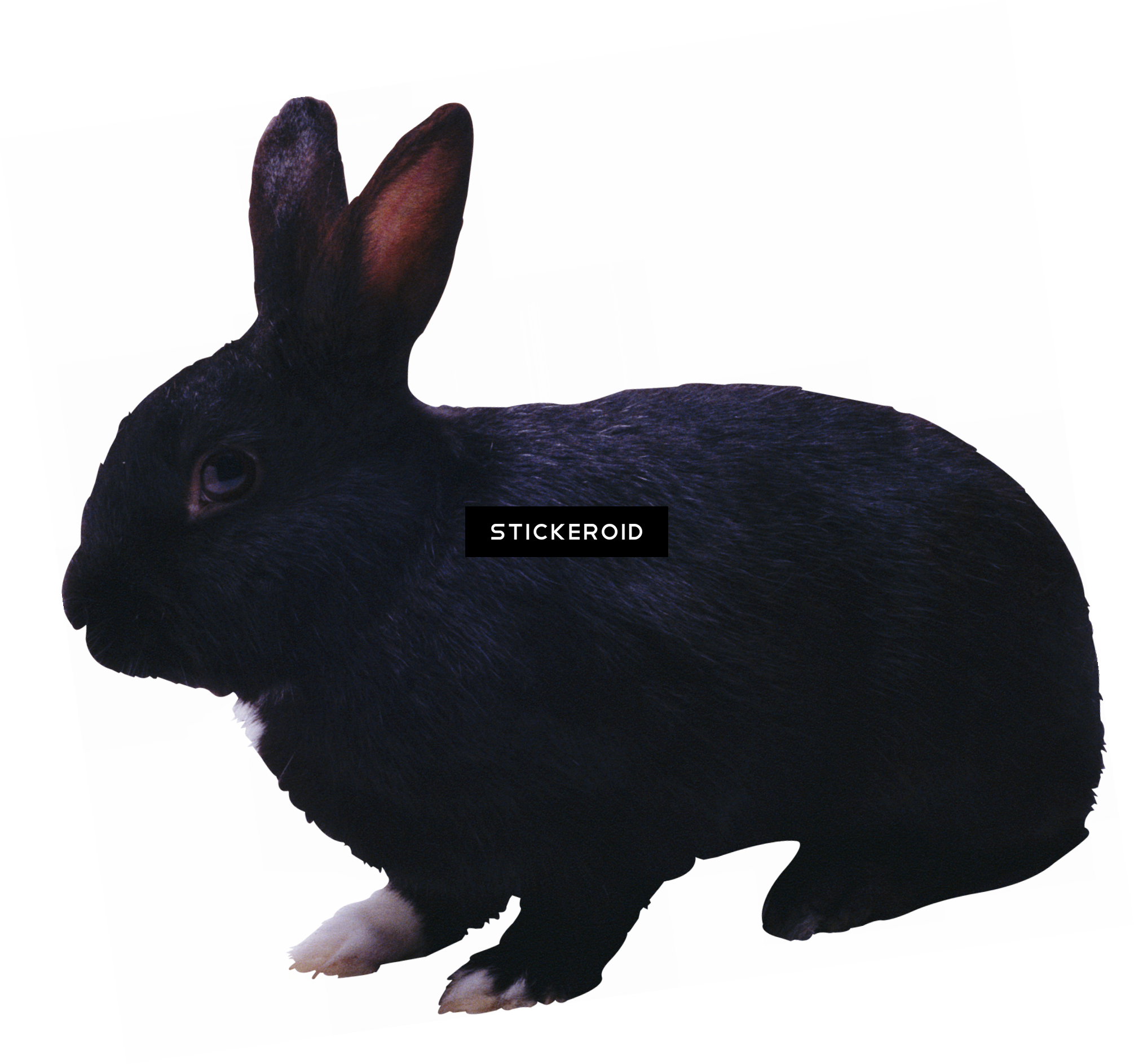 White Rabbit - Portable Network Graphics (2011x1887), Png Download