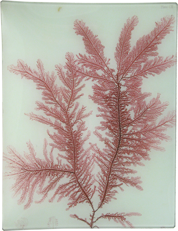 #22 Seaweed John Derian Company Inc - Art Print: Red Botanical Study Iv By Kimberly Poloson (800x800), Png Download