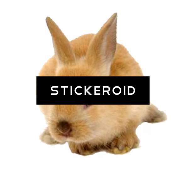 Rabbit (592x578), Png Download