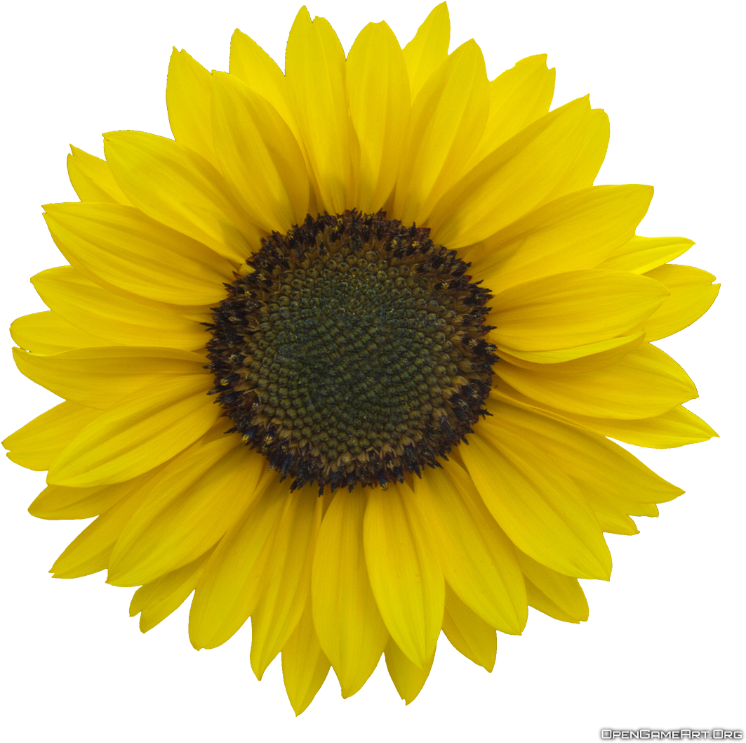 Download Sunflower Images Free (1130x1089), Png Download