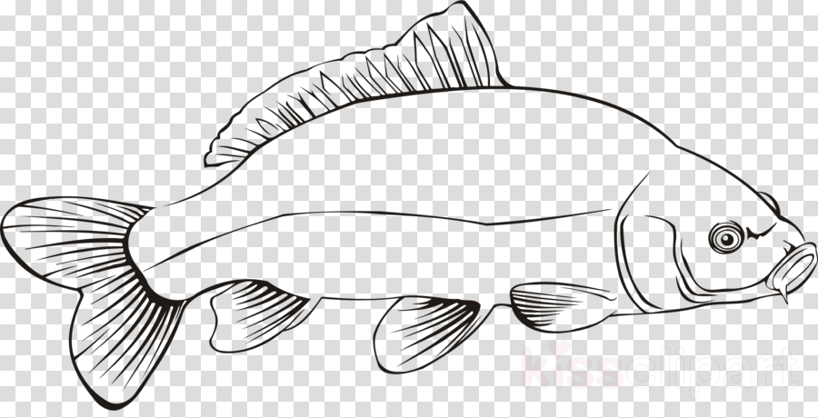 Carp Outline Clipart Fish Koi Clip Art - Clip Art (900x460), Png Download
