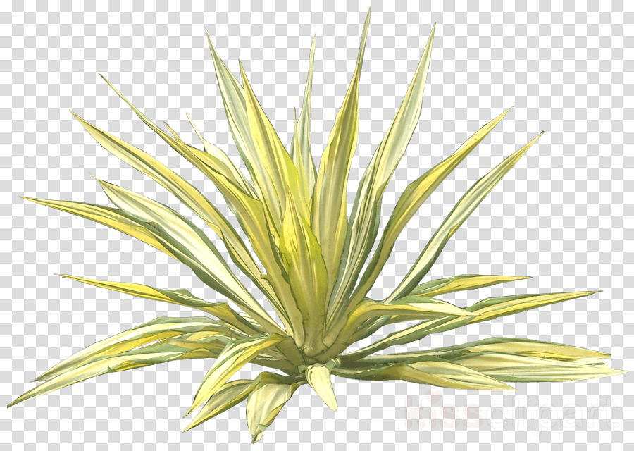 Furcraea Png Clipart Mauritius Hemp - Agave Azul (900x640), Png Download