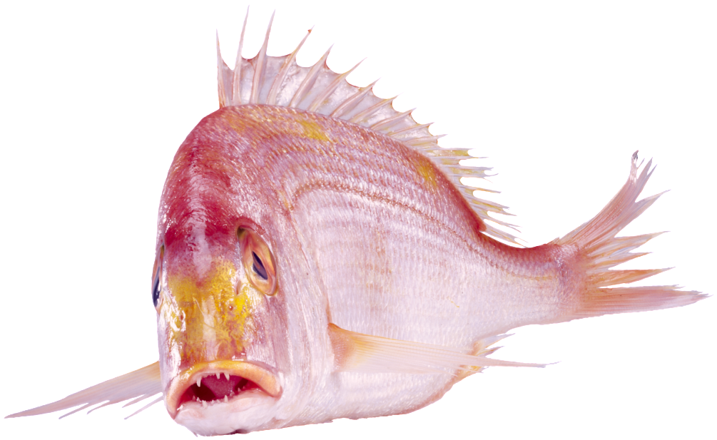 Beautiful Physical Red Fish Png - 水 产品 (1024x1024), Png Download