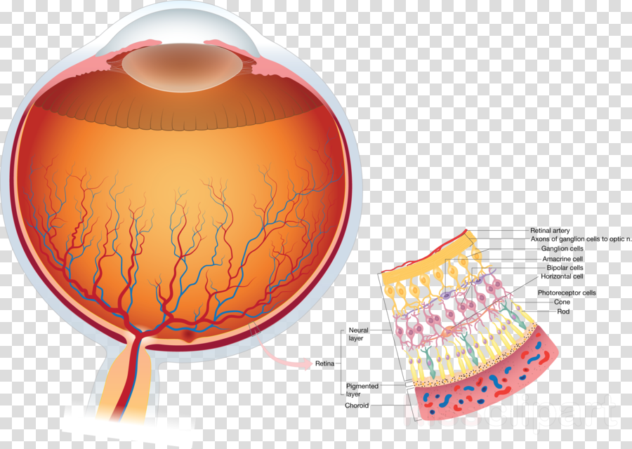 Download Wax Seal Transparent Background Full Size PNG Image PNGkit