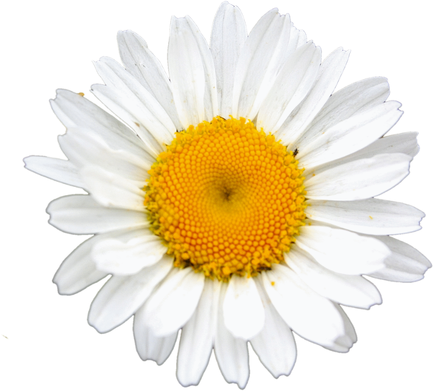 Free Flower Clip Art Images - Flower (1600x1452), Png Download