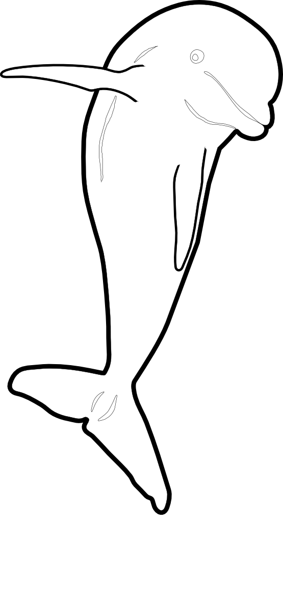 Dolphin Jumping Front Nmmp Dolphin Black White Line - Dolphin (555x1186), Png Download