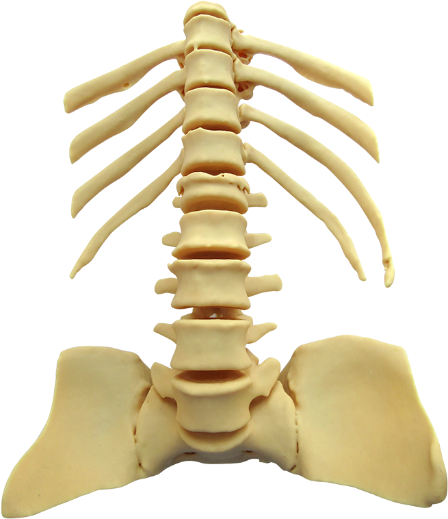 Torso No Background Pro Firm Cream 100 Micron - Liquid (800x800), Png Download