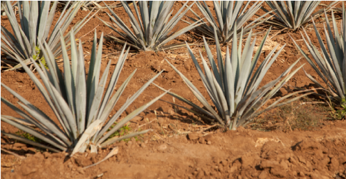 Proceso Orgánico Proceso Orgánico - Agave Azul (913x401), Png Download