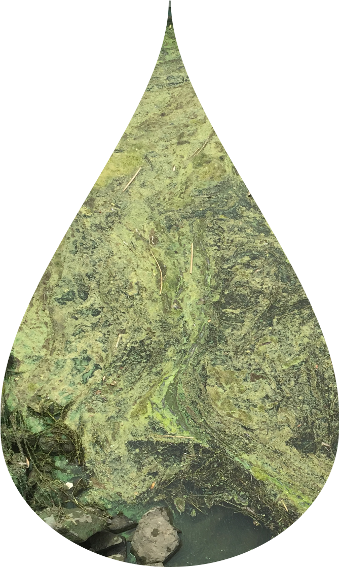 22 Oct 2015 - Green Algae (776x1244), Png Download