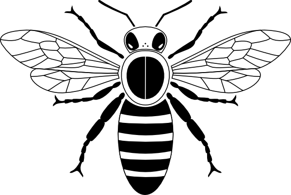 Honey Bee Black And White (600x403), Png Download