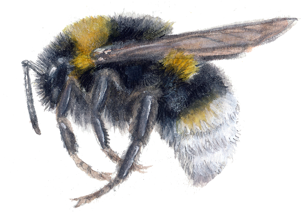 Bumblebee (1200x824), Png Download