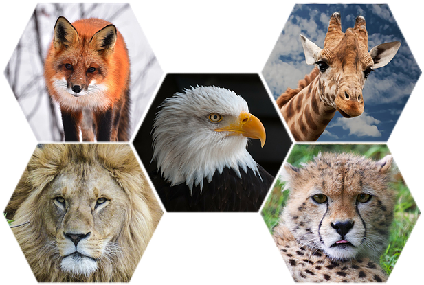 Photograph Of Mammals & Birds - Wild Animals Png (640x423), Png Download
