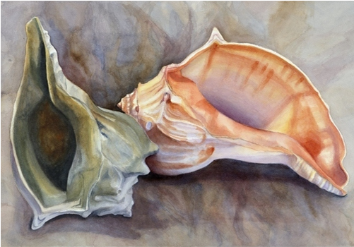 Copyright Waterloo Watercolor - Conch (500x500), Png Download