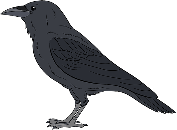 How To Draw A Raven - Raven Easy To Draw (678x600), Png Download
