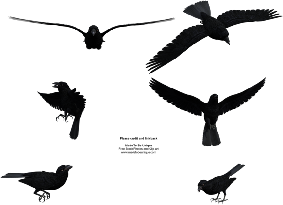 Graphic Library Free Raven Clipart - Flying Crow Png (600x480), Png Download