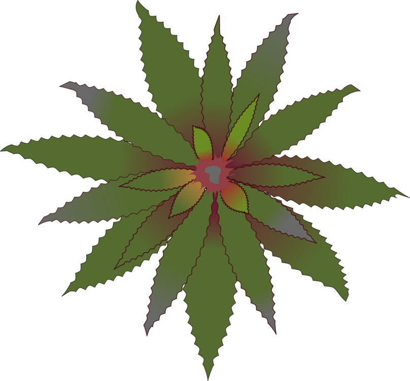 Aechmea Fasciata Ray's Harford Home Improvement Contractors, - Bromeliads Clipart (808x750), Png Download