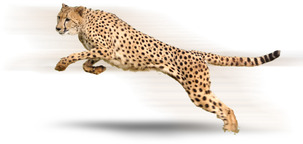 Cheetah Png - Acephate 50% Imidacloprid 1.8% Sp (593x282), Png Download