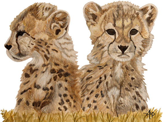 Bleed Area May Not Be Visible - Cheetah (600x444), Png Download