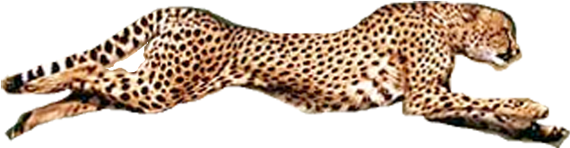 Cheetah Running Png Clip Freeuse Download - Big Cats Dk Eyewonder By Dk (802x461), Png Download