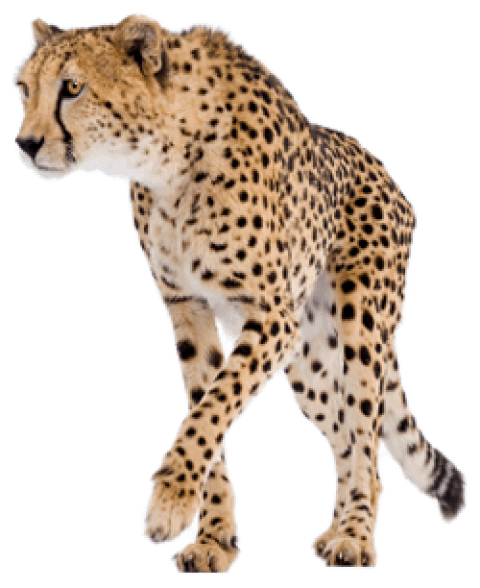 Free Png Cheetah Png Images Transparent - Chemistry For The Biosciences: The Essential Concepts (480x588), Png Download