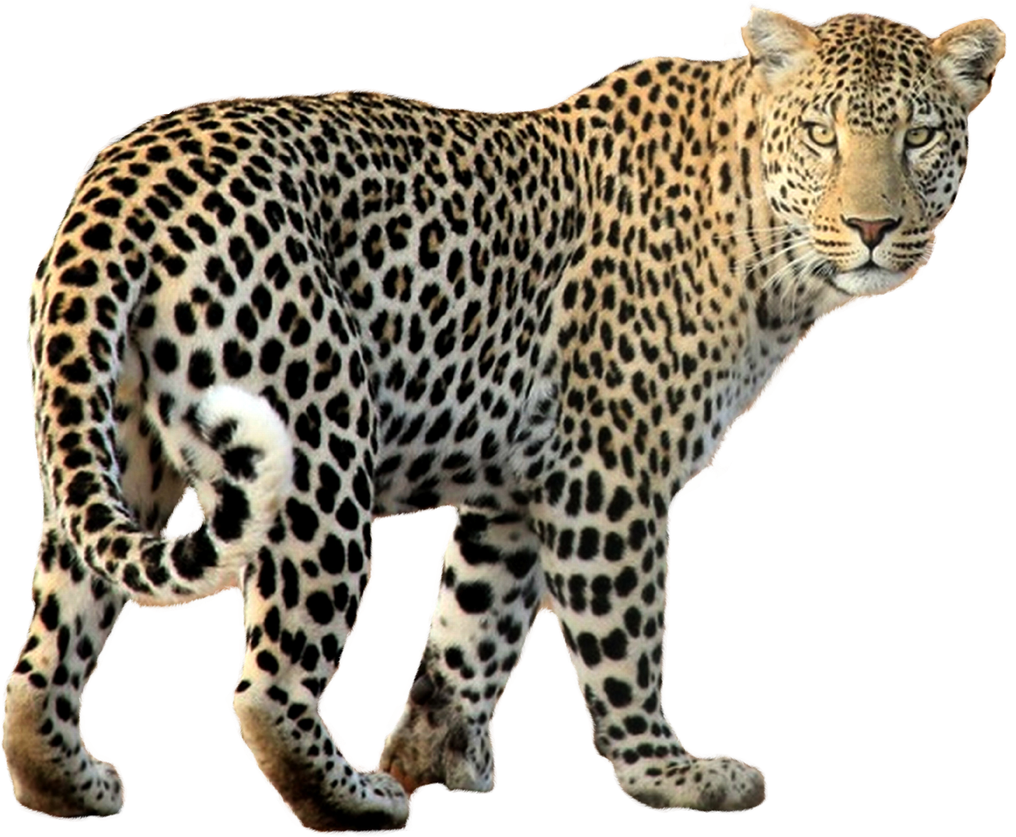 Leopard Png Transparent Image - Leopard Png (1670x1319), Png Download