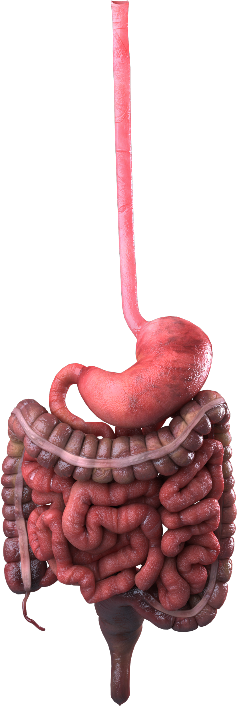 Guts 360 Digestive Only 207 Copy - Gastrointestinal Tract (1062x2600), Png Download