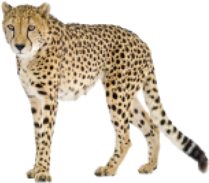 Black Tail Cheetah Png Image - Cheetah Png (600x529), Png Download