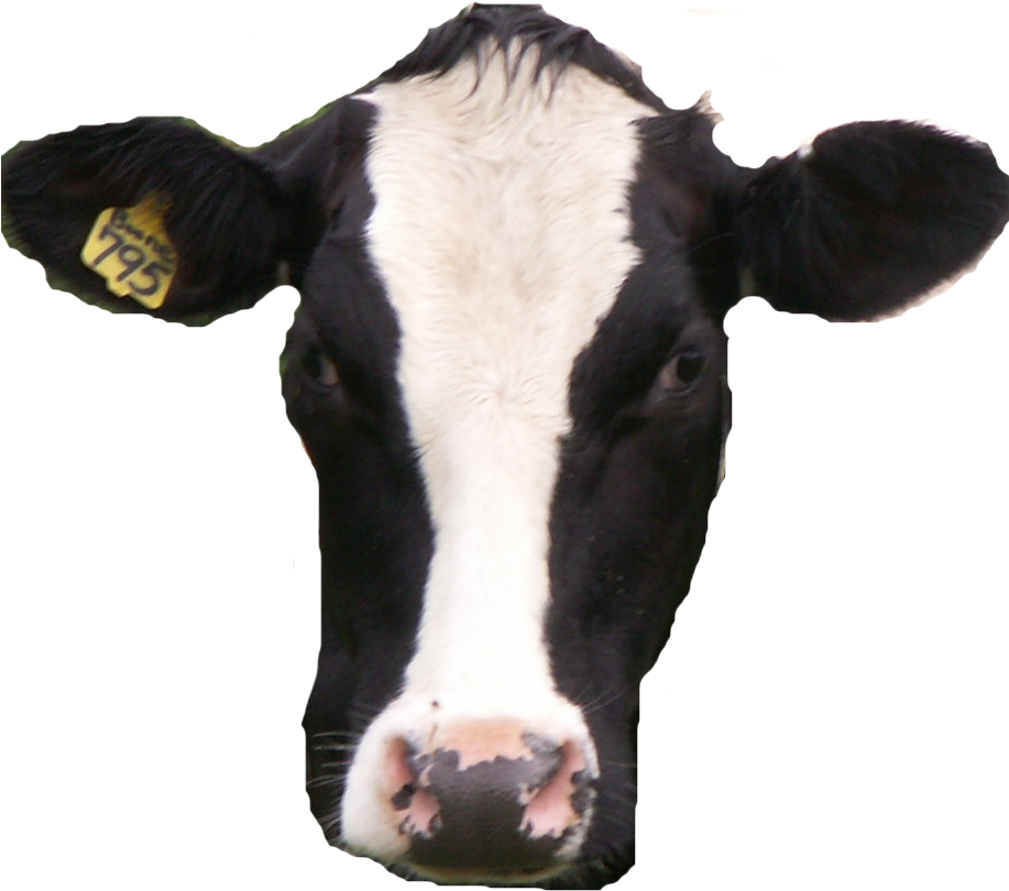 Cow Head Png (916x816), Png Download