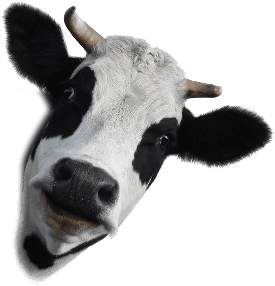 Png Library Stock Dairy Farm Products Chemicals Mondovi - Dairy Cow White Background (553x573), Png Download