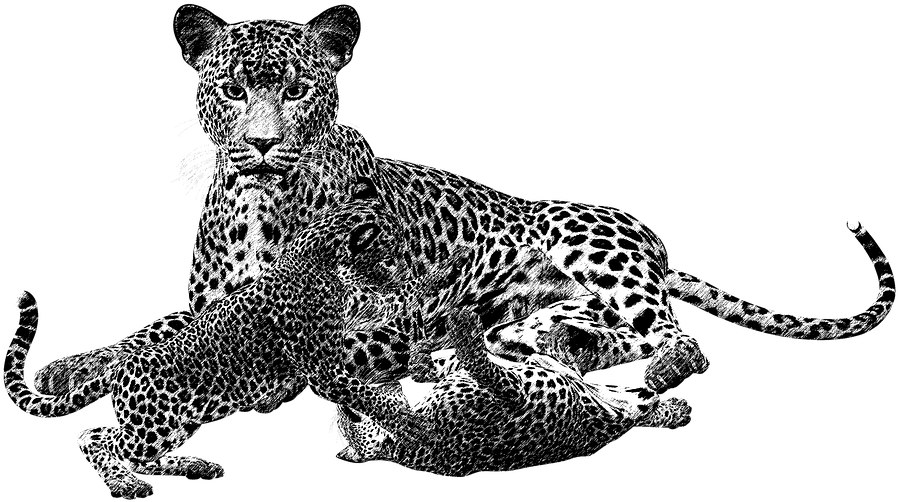 Leopard Png Black And White Transparent Leopard Black - Animales Carnivoros En Blanco Y Negro (960x720), Png Download