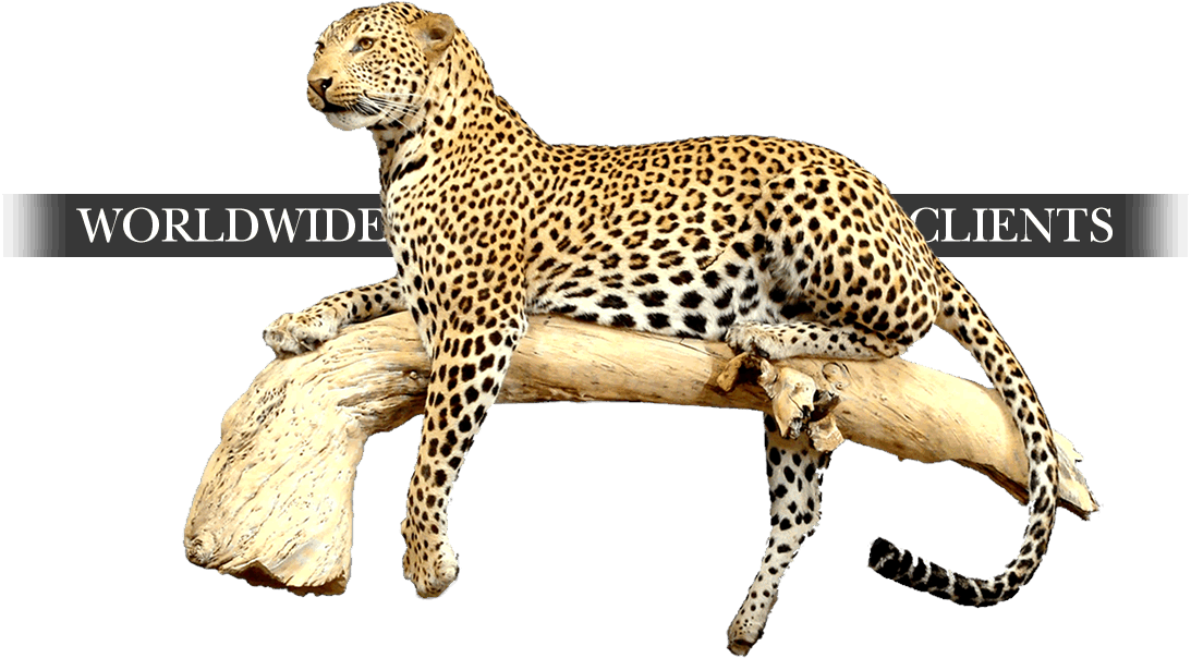 Taxidermy-worldwide - Cheetah (1093x604), Png Download