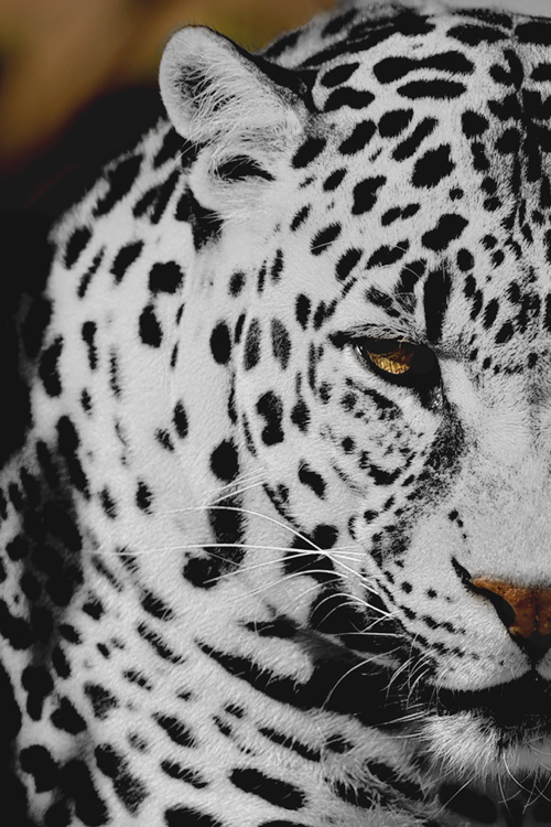 Animal Cheetah Png Transparent Semi Transparent - Snow Leopard (500x750), Png Download