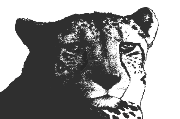 B/w Cheetah - Jaguar (606x402), Png Download