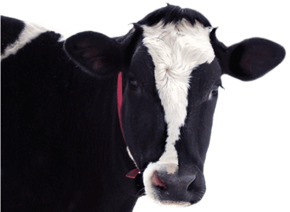 Cow Head In Png (604x430), Png Download