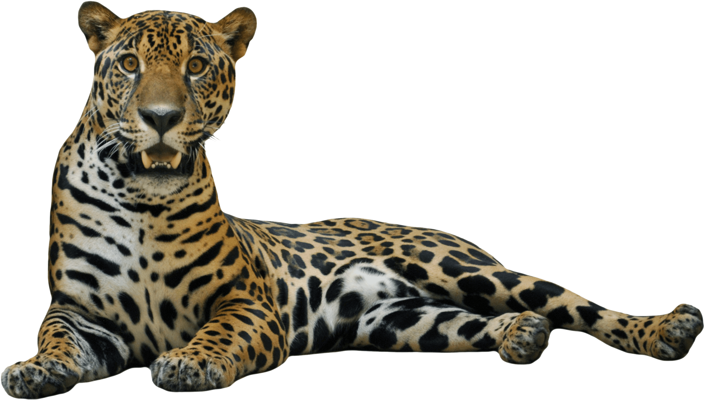 Jaguar Png (3000x1731), Png Download