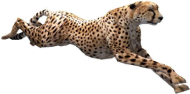 Cheetah Png Transparent Images - Cheetah Png (640x480), Png Download