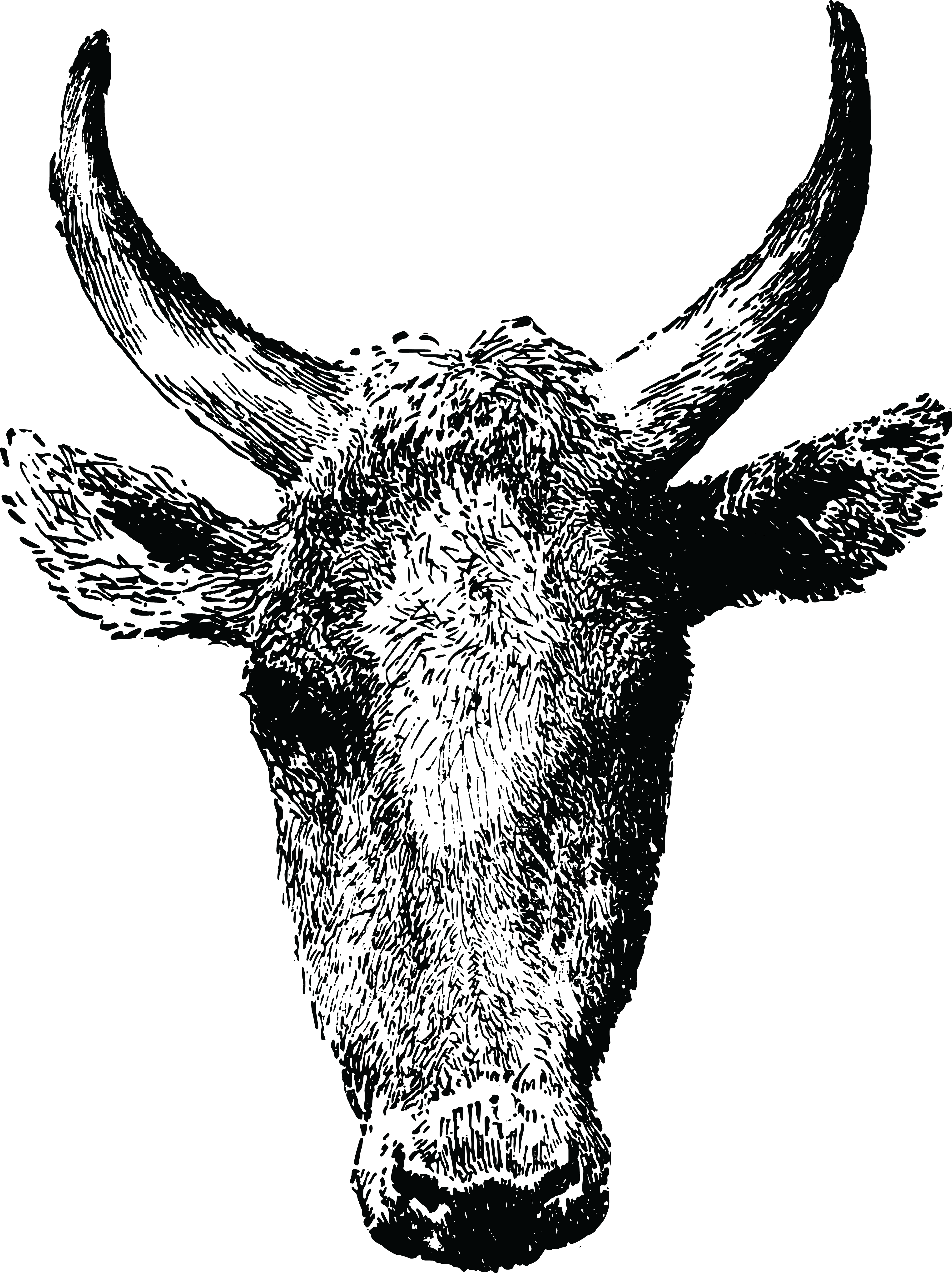, , - Cow Head (4000x5348), Png Download