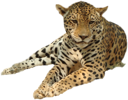 Lovely Images Of Leopard And Cheetah Leopard Png Png - Леопард Пнг (473x356), Png Download
