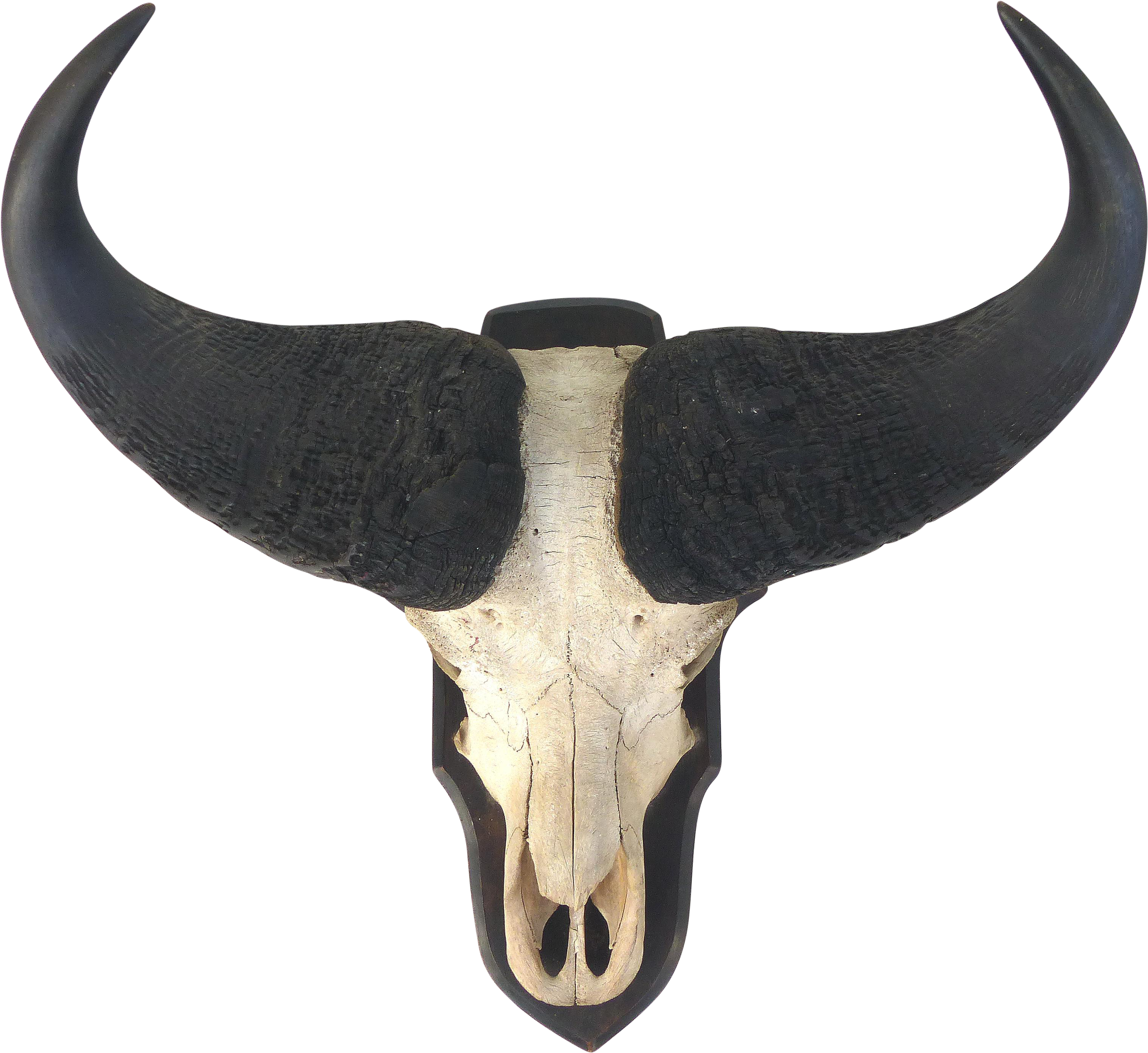 Water Buffalo Skull With Horns Wall Mount - Horn (3359x3079), Png Download