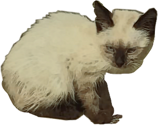 Cat Sticker - Cat Yawns (602x478), Png Download