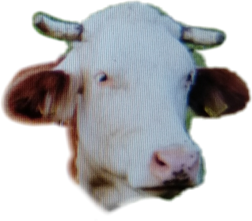 Cattle (824x724), Png Download