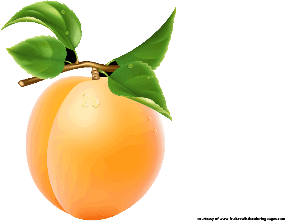 Single Apricot Transparent Image - Png Fruits Name Clipart (1280x720), Png Download